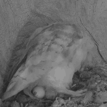 hatched egg robert e fuller baby bird new born bird barn owl