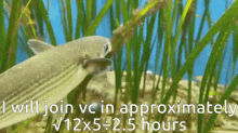 Fish Vc GIF - Fish Vc Math GIFs