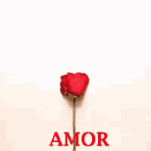 Amor GIF - Heart Petals Love GIFs