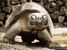 Turtle Creepy GIF - Turtle Creepy Smile GIFs