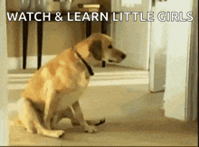 a dog is sitting on the floor with the words watch and learn little girls written on the bottom