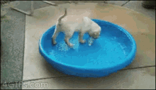 Puppy Animal GIF - Puppy Animal Cute GIFs