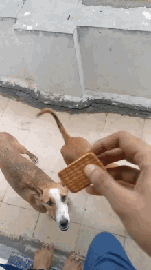 Dogs Biscuits GIF