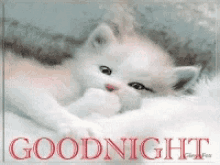 Good Friday Good Night GIF - Good Friday Good Night Cat GIFs
