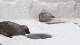 two seals are laying in the snow next to a pool of water