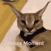 Zenex Zenex Moment GIF - Zenex Zenex Moment Rlg GIFs