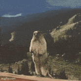 Screaming Marmot GIF - Screaming Marmot Wwise GIFs