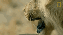 Growling Lion Savage Kingdom GIF - Growling Lion Savage Kingdom Hungry Lion GIFs