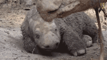 sleepy sumatran rhinos are nearly gone new plan launched to save them world rhino day tired resting