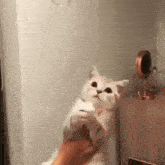 Bubbles Cat GIF