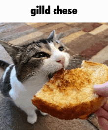 Gill Chese GIF - Gill Chese GIFs