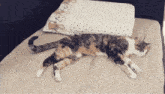Rozarka Cat GIF - Rozarka Cat Sleepy GIFs