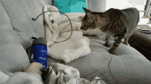 Cat Scared GIF - Cat Scared Terrified GIFs