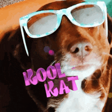 Gtwymer Cool Kat GIF - Gtwymer Cool Kat Cool Cat GIFs