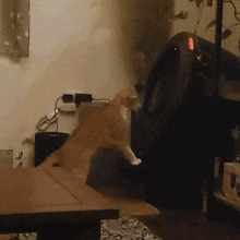 Litter Robot Cat Fight GIF