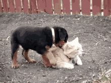 Chew On Me, I Chew On You. GIF - Rottweiler Puppy Kitty GIFs