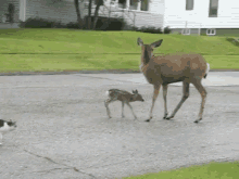Cat And Deer GIF - Scary Animals GIFs