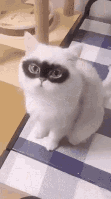 Cat Burglar Cat GIF - Cat Burglar Cat Thief GIFs