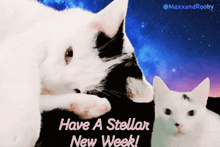 a picture of two cats with the words have a stellar new week