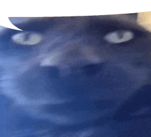 a blurry picture of a blue cat 's face with a white speech bubble above it