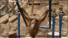 Monkey Pain GIF