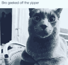 Yipper Cat GIF - Yipper Cat Weed GIFs