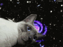 Cat Galaxy GIF - Cat Galaxy Space GIFs