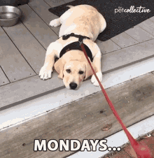 Mondays Lazy GIF - Mondays Lazy Dog GIFs