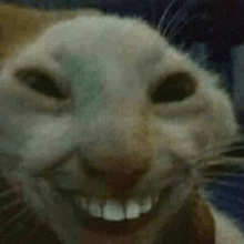 a close up of a cat 's face with its mouth open and teeth showing .