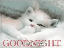 Cat Goodnight GIF - Cat Goodnight Sleepy GIFs