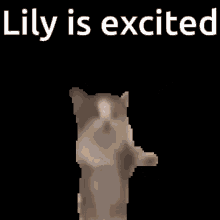 Lily Cat GIF - Lily Cat Excited GIFs