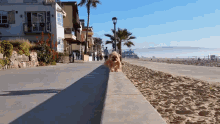 Beach Bear Attack  GIF - Beach Dog Bear GIFs