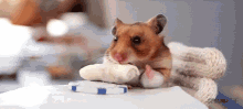 Me At Chipotle GIF - Hamster Eggroll Burrito GIFs