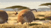 a cheetah is standing in the middle of a field with other cheetahs .