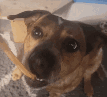 a close up of a brown dog with a rope in its mouth