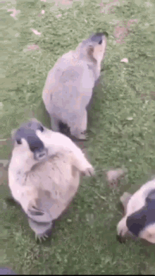 beaver cute play fight pushing