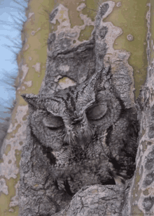 Owl Tree GIF