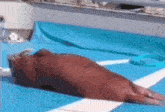 a seal is laying on a blue blanket on the deck of a boat .