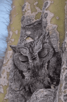 Owl GIF - Owl GIFs