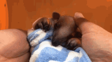 a person holding a small animal wrapped in a blue and white blanket