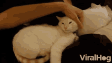 Pet Cute Cat GIF - Pet Cute Cat Loving GIFs
