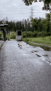a couple of ducks are walking down a road
