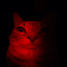 a close up of a cat 's face with red light shining on it