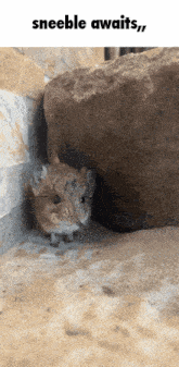 a sneeble awaits meme with a picture of a small animal