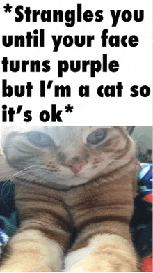 Purple Meme