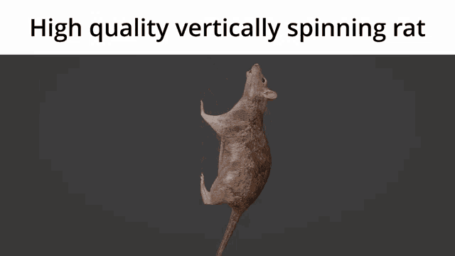 spinning-rat.gif
