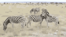 Zebra Safari GIF - Zebra Safari Grooming GIFs