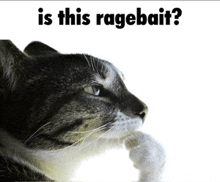 a picture of a cat with the words " is this ragebait " below it