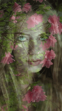 Pretty Woman Flower GIF - Pretty Woman Flower Nature GIFs
