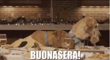 Buona Sera Buonasera Cane Cani Cena Buon Appetito Buona Cena Cibo GIF - Have A Nice Meal Dinner Dog GIFs